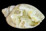 Chalcedony Replaced Gastropod With Druzy Quartz - India #150181-1